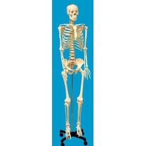    Model:Human Skeleton Life Sized Size w Stand Wheels: Toys & Games