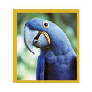 Magnetic Bookmark Macaw Hyacinth Blue, Beautiful Design and Colorful 