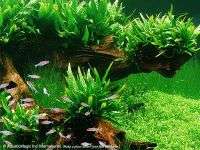 Philippine Java fern adds a natural feel to your driftwood Marimo 