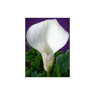  Mini Calla Lily white 100 stems: Patio, Lawn & Garden