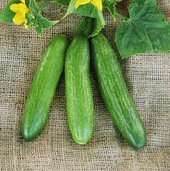 Beit Alpha (Lebanese) Cucumber Seeds  50  