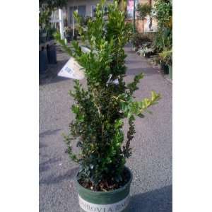  Green Tower Japanese Boxwood    12 by 12 Inch Container 