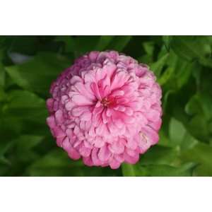  Zinnia Luminosa Pink Seeds Patio, Lawn & Garden