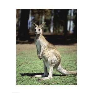 Kangaroo in a field, Lone Pine Sanctuary, Brisbane, Australia Poster 