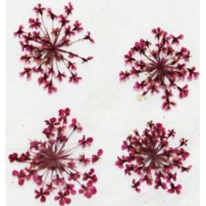  Zink Color Nail Art Dried Flower Babysbreath Deep Pink 4Pc 