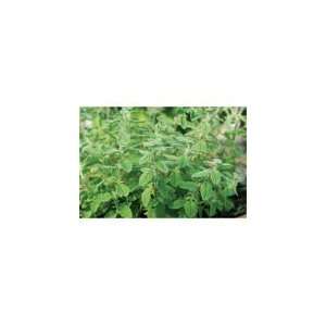  Davids Organic Herb Marjoram Zaatar (Origanum syriaca) 50 