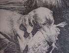Early Proof of Etching by Philip Kappel  Weimaraner Dog  
