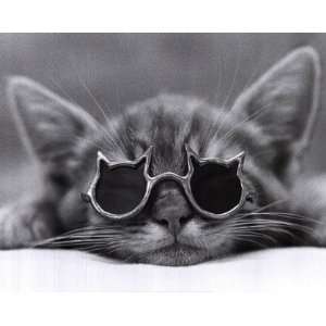  Cool Cat I by Photography Collection 20x16