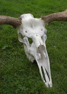  Moose 15 Point Shed Taxidermy Horns 39x32 Antlers With FULL SKULL