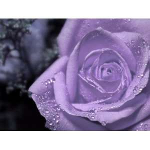  Beautiful Purple Rose Color Flower 5 Seeds Home/Garden 
