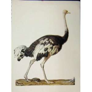    Ostrich Colour Print 1977 Larousse Animal Portrait