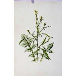  Hedge Mustard Wild Flower Fine Art Antique C1883 Print 