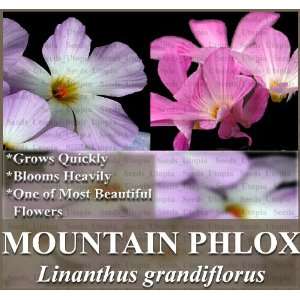  2,500 MOUNTAIN PHLOX Flower Seeds ~ Purplish pink BLOOM 