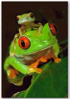 Red Eye Tree Frogs and baby fridge magnet.  