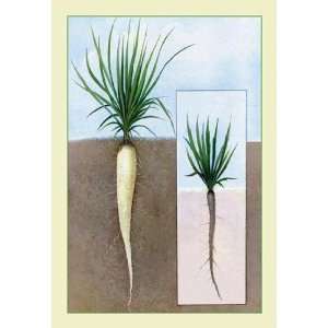 Exclusive By Buyenlarge Oyster Plant #2 12x18 Giclee on canvas  