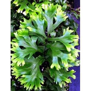  Rare Crested Poly Fern   New Indoor Fern   Easy to Grow 
