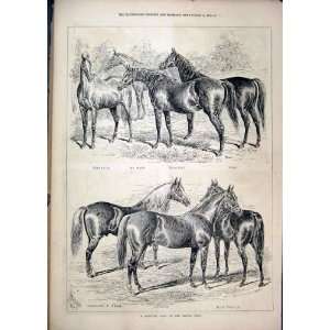Myton Stud Horses 1877 Speranza Princess Syrian My Mary  