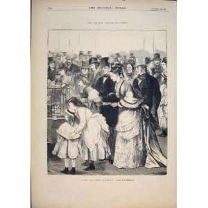  Cats Fitzgerald Crystal Palace Show Old Print 1874