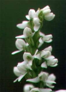 Scentbottle OrchidNative200 Seeds  