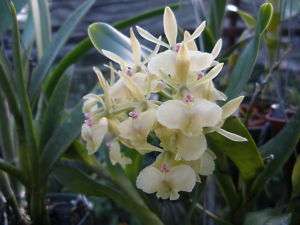 Orchids plants, Epidendrum Stanforme, Green variety.  