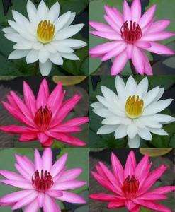 White/Pink/Red 3 night bloomer water lily tubers/bulbs  