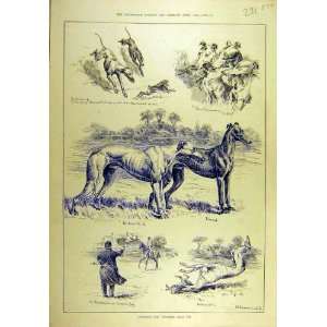  1884 Coursing Gosforth Gold Cup Hounds Sport Print