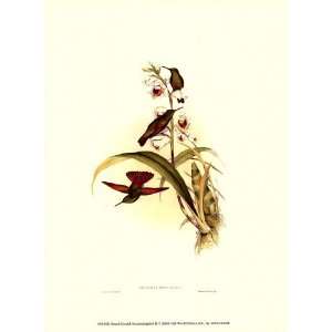  Small Gould Hummingbird II by John Gould 10x13 Kitchen 