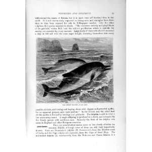    NATURAL HISTORY 1894 95 COMMON DOLPHIN RED BELLIED