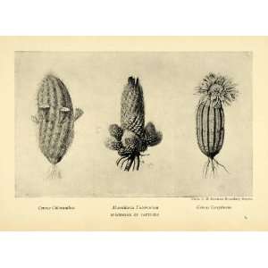  1906 Print Colorado Desert Cactus Species Mammillaria 