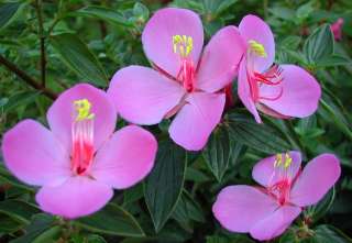 Only internet source?   Rare Pink Princess Flower   Monochaetum 