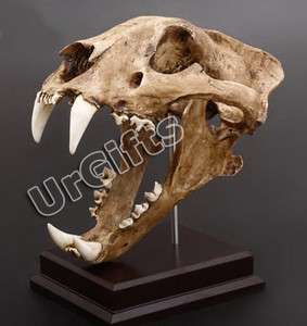 Replica Skull Fossil 11 Resin Model Siberian Amur Tiger  