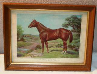 THE AMERICAN QUARTER HORSE BY ORREN MIXER PICTURE  