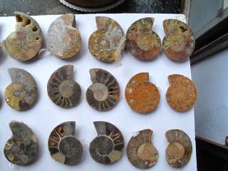 pairs of half&cut Ammonites Jurassic Fossil Madagascar Crétacé 
