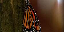 Die Reise des Schmetterlings   Das Geheimnis des Monarchfalters [Blu 