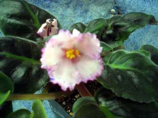 African Violet Plant Rainbow Connection  