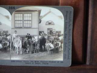 Antique Keystone Stereoview Card ~ Jersey Cattle ~ France  