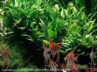 Java Fern   for live fish plecos discus tank plant BH  