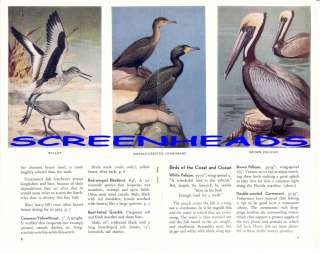 1952 BIRDS of the EVERGLADES Book Nice Color Plates  