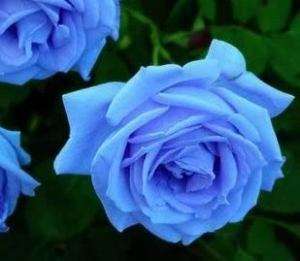 Beautiful 20 Sky blue Rose Flower Seeds FREE SHIPPING☆  
