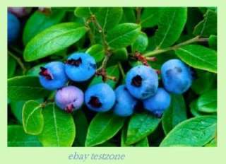   Blueberry   50 Seeds   High Yielding Blue Berries Perennial Plants