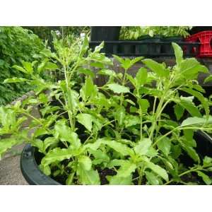  Thai Holy Basil Plants (Kra prow)   3 Plants Patio, Lawn 