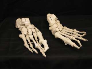 Bucky Skeleton Feet Life Size Halloween Prop, NEW  