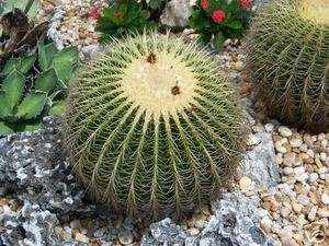 Echinocactus Grusonii golden barrel cacti rare cactus seed 20 SEEDS