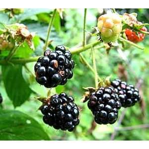  Darrow Thornless Blackberry Fruit Bush Seed Pack Patio 