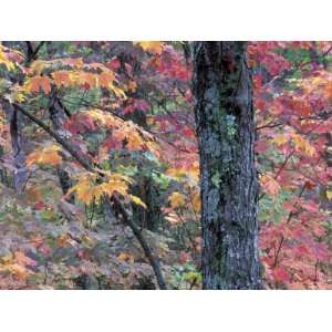  Forest Landscape and Fall Colors on Deciduous Trees, Lake 