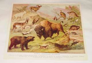   ~ NORTH AMERICAN ANIMALS ~ Bison, Grizzly Bear, Mountain Goat, more