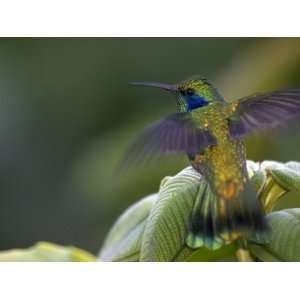  Green Violet Ear Hummingbird (Colibri Thalassinus), Wings 