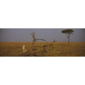 African Cheetah Sitting on a Fallen Tree, Masai Mara National Reserve 