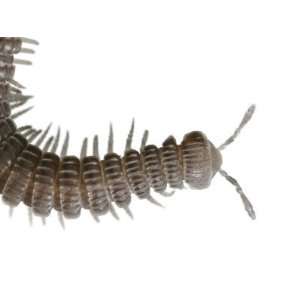 species of millipede lives underground in eternal darkness Stretched 