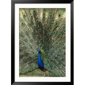 A View of an Indian Peacock with Tail Feathers Spread 